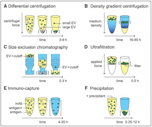 LDH Cytotoxicity Assay